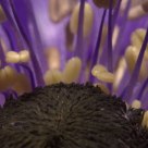 Wide purple